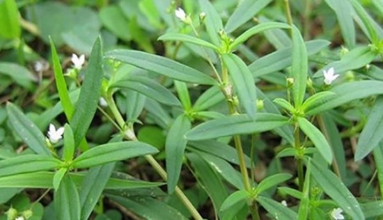 Bạch hoa xà thiệt thảo và công dụng hỗ trợ điều trị bệnh Bạch hoa xà thiệt thảo và công dụng hỗ trợ điều trị bệnh