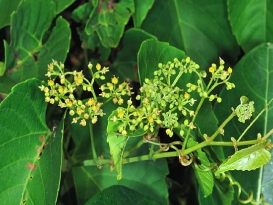 Cây chìa vôi và công dụng hỗ trợ điều trị bệnh hiệu quả Cây chìa vôi và công dụng hỗ trợ điều trị bệnh hiệu quả