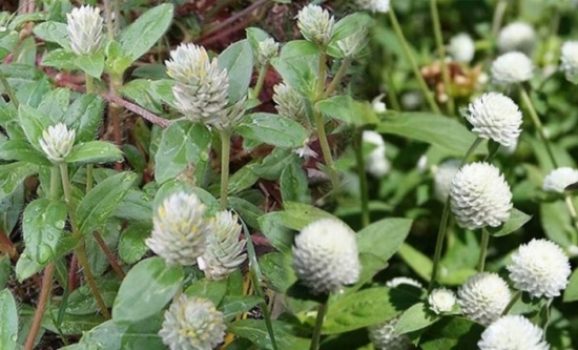 Cây nở ngày đất: Dùng để chống viêm, gút, bệnh tiểu đường