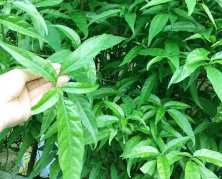 Cây xương khỉ và những bài thuốc chữa bệnh hiệu quả cao