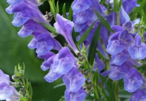 Bán chi liên – Vị thuốc hỗ trợ điều trị ung thư cực kỳ hiệu quả