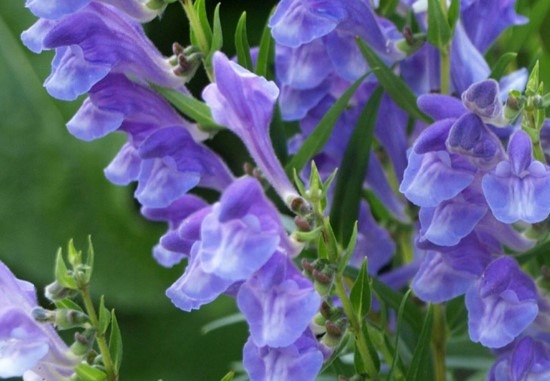 Bán chi liên - Vị thuốc hỗ trợ điều trị ung thư cực kỳ hiệu quả Bán chi liên - Vị thuốc hỗ trợ điều trị ung thư cực kỳ hiệu quả