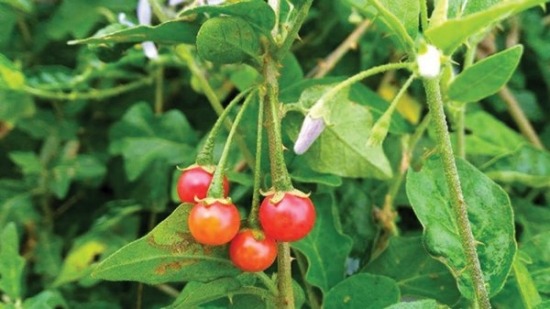 Cà gai leo: Công dụng và cách sử dụng chữa bệnh đúng cách Cà gai leo: Công dụng và cách sử dụng chữa bệnh đúng cách