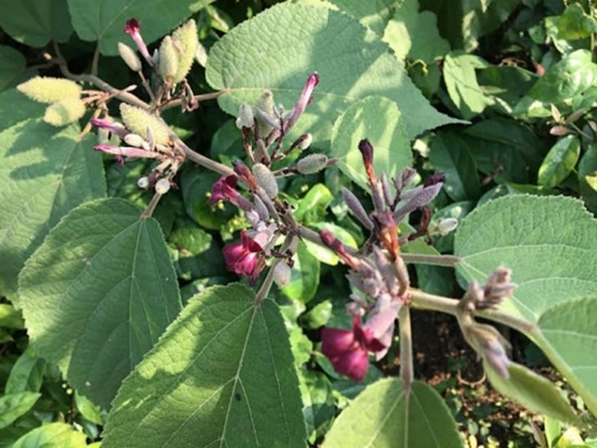 Cây an xoa có tác dụng gì? Chữa bệnh gì hiệu quả nhất? Cây an xoa có tác dụng gì? Chữa bệnh gì hiệu quả nhất?