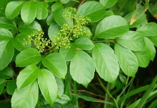 Chè dây - Vị thuốc chữa bệnh viêm loét dạ dày rất hiệu quả Chè dây - Vị thuốc chữa bệnh viêm loét dạ dày rất hiệu quả