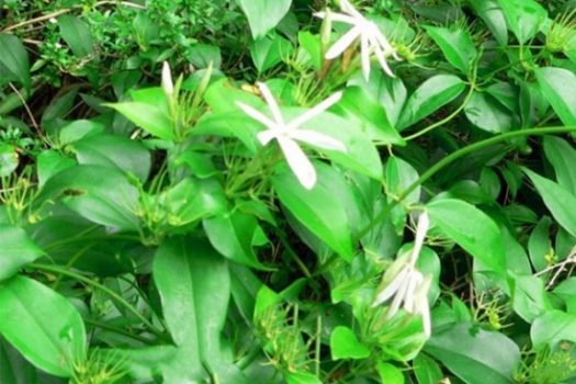 15+ Công dụng hỗ trợ điều trị bệnh hiệu quả từ chè vằng