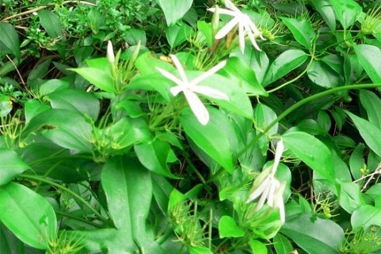 15+ Công dụng hỗ trợ điều trị bệnh hiệu quả từ chè vằng 15+ Công dụng hỗ trợ điều trị bệnh hiệu quả từ chè vằng