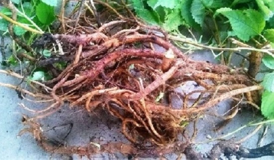 Củ gai là gì? Củ gai có tác dụng như thế nào với bà bầu? Củ gai là gì? Củ gai có tác dụng như thế nào với bà bầu?