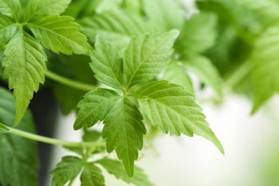 Giảo cổ lam mọc ở đâu và có tác dụng chữa bệnh như thế nào? Giảo cổ lam mọc ở đâu và có tác dụng chữa bệnh như thế nào?