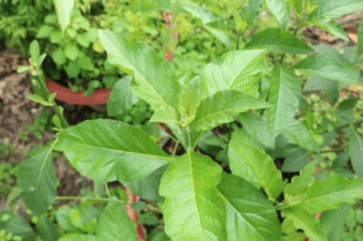 Bà bầu có ăn được canh lá đắng không?