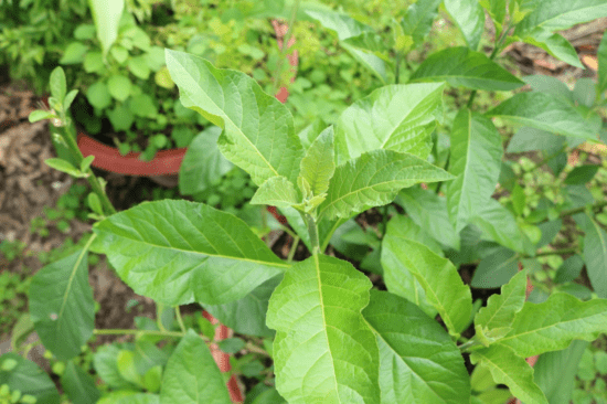 Bà bầu có ăn được canh lá đắng không?