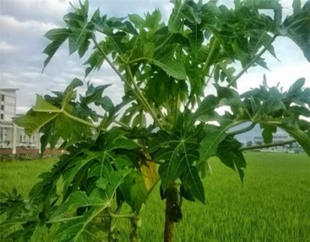 Uống nước lá đu đủ đực có tác dụng gì? Chữa được bệnh gì?