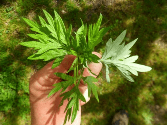 Tác dụng của lá ngải cứu và những bài thuốc chữa bệnh hiệu quả