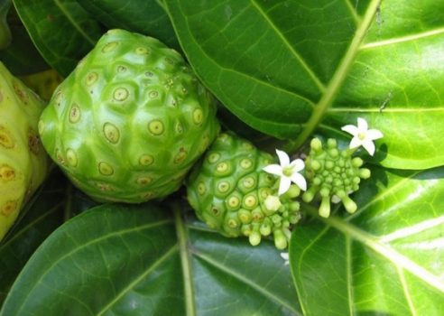 Trái nhàu khô có tác dụng gì? Sử dụng thế nào cho đúng cách