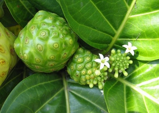 Trái nhàu khô có tác dụng gì? Sử dụng thế nào cho đúng cách Trái nhàu khô có tác dụng gì? Sử dụng thế nào cho đúng cách