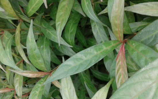 cây hoàn ngọc