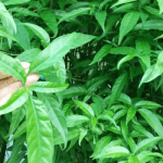 Cây bìm bịp là cây gì? Dùng để chữa bệnh gì là hiệu quả? Cây bìm bịp là cây gì? Dùng để chữa bệnh gì là hiệu quả?