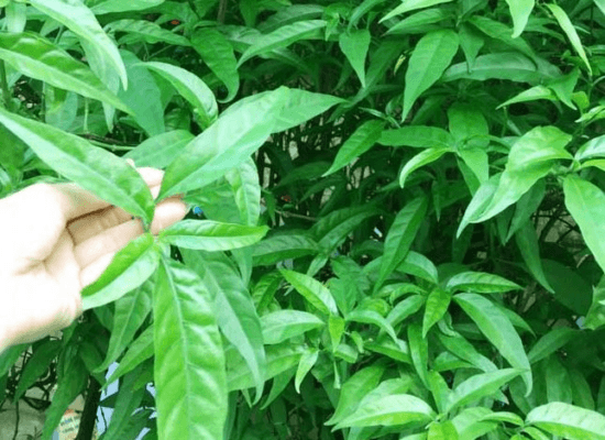 cây bìm bịp