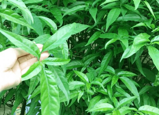 Cây bìm bịp là cây gì? Dùng để chữa bệnh gì là hiệu quả?