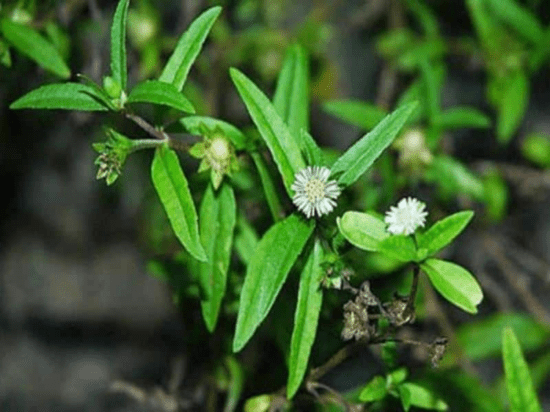 Cây cỏ mực và một số tác dụng chữa bệnh cực kỳ hiệu quả