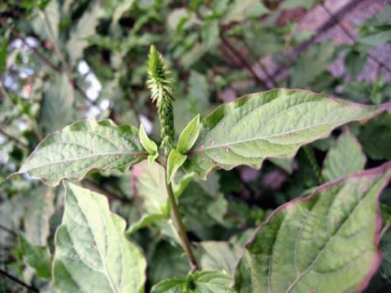 Cây dừa cạn là gì? Công dụng và cách dùng đúng cách thế nào?