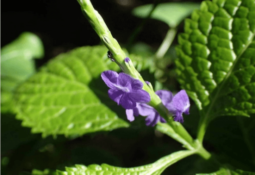 Cây đuôi chuột và công dụng chữa bệnh hiệu quả bất ngờ