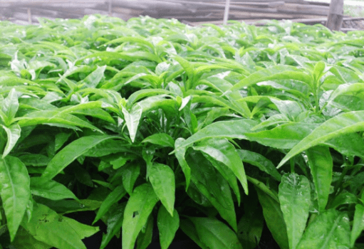 Cây hoàn ngọc và những công dụng chữa bệnh hiệu quả bất ngờ