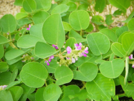 Cây kim tiền thảo – Vị thuốc chữa bệnh sỏi thận cực kỳ hiệu quả