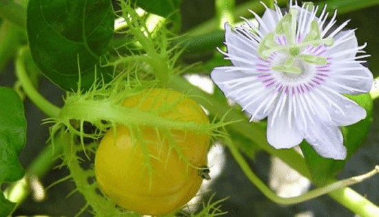 Cây kim tiền thảo – Vị thuốc chữa bệnh sỏi thận cực kỳ hiệu quả