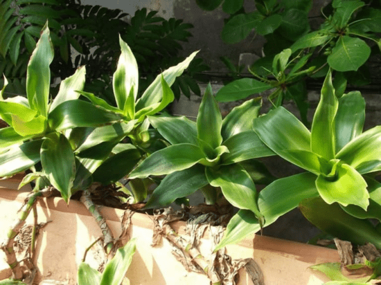 Cây trinh nữ hoàng cung có tác dụng gì? Sử dụng thế nào?