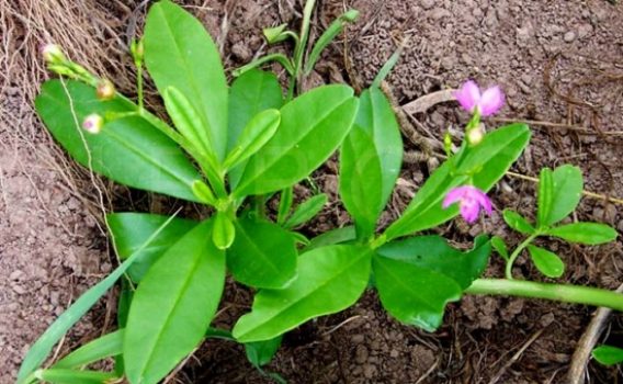 Cây sâm đất và những công dụng chữa bệnh hiệu quả bất ngờ