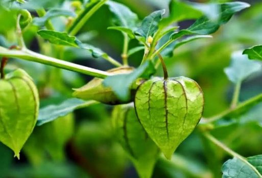 Cây tầm bóp có tác dụng gì? Sử dụng đúng cách như thế nào?