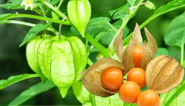 Cây thù lù và công dụng chữa bệnh hiệu quả bất ngờ