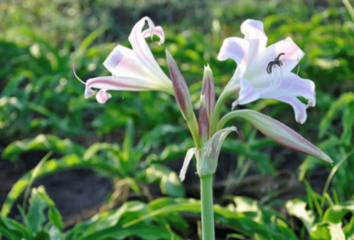 Cây trinh nữ hoàng cung có tác dụng gì? Sử dụng thế nào?