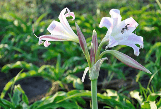 Cây trinh nữ hoàng cung có tác dụng gì? Sử dụng thế nào?