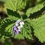 Cây vòi voi và những bài thuốc chữa bệnh cực kỳ hiệu quả