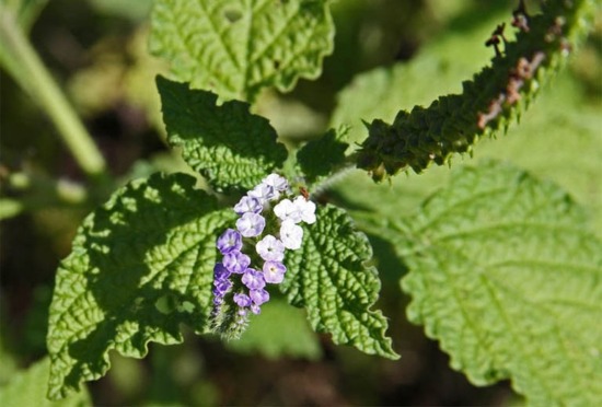 Cây đuôi chuột và công dụng chữa bệnh hiệu quả bất ngờ