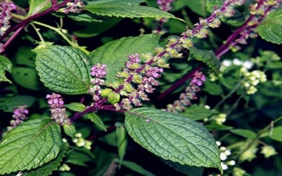 Cây sâm đất và những công dụng chữa bệnh hiệu quả bất ngờ