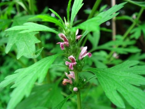 Cây ích mẫu và những bài thuốc chữa bệnh rất hiệu quả