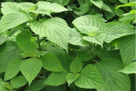 Cây kinh giới là gì? Tác dụng chữa bệnh hiệu quả thế nào?