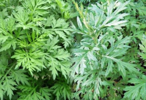 Cây ngải cứu có tác dụng gì? Sử dụng chữa bệnh thế nào?