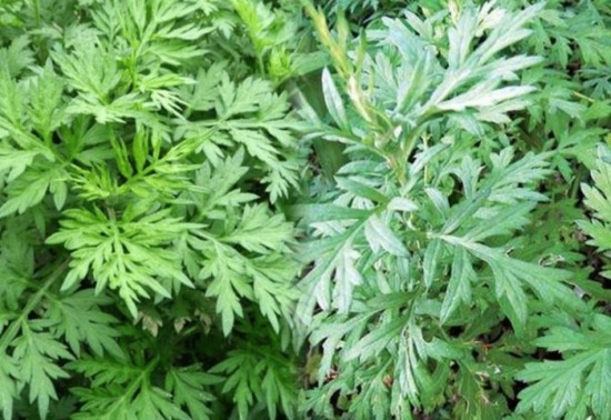 Cây nhọ nồi và hơn 7 bài thuốc chữa bệnh cực kỳ nổi tiếng