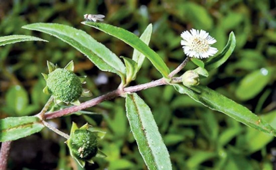 Cây ô rô cạn, ô rô nước: Bài thuốc và cách chữa bệnh đúng cách