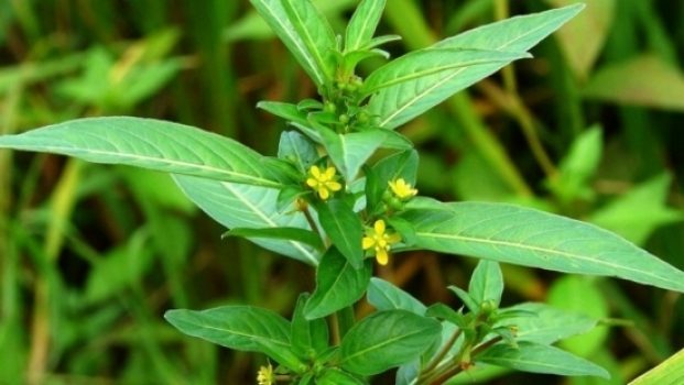 Cây rau mương: Công dụng và bài thuốc chữa bệnh hiệu quả