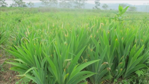 Cây rẻ quạt dùng để làm gì? Công dụng và cách dùng thế nào?